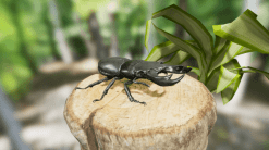 Insect Pack