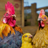 Animalia - Chicken (pack)