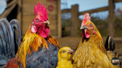 Animalia - Chicken (pack)