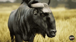 Animalia - Blue Wildebeest (male)