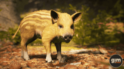 Animalia - Wild Boar (young)