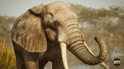 Animalia - African Elephant (male)