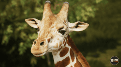 Animalia - Giraffe (male)